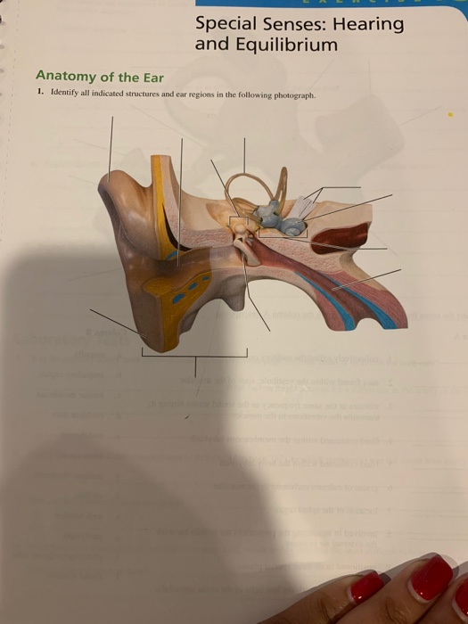 Special Senses: Hearing and Equilibrium Anatomy of the Ear 1. Identify all indicated structures and ear regions in the follow