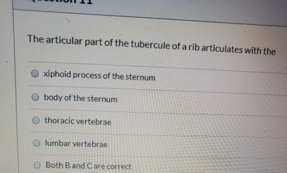 The articular part of the tubercule of a rib articulates with the xiphoid process of the sternum body of the sternum thoracic