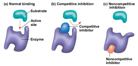 (a) Normal binding (b) Competitive inhibition(c) Noncompetitive inhibition Substrate Active site Competitive inhibitor Enzyme