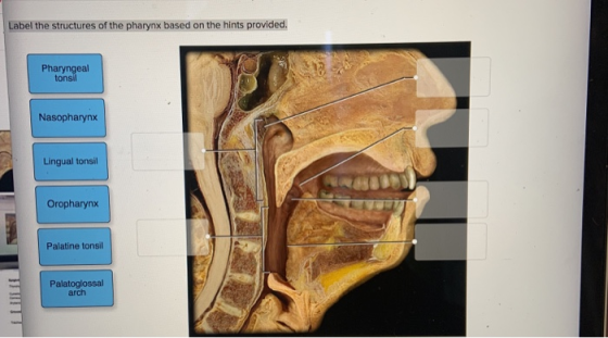 Label the structures of the pharynx based on the hints provided. Pharyngeal tonsil Nasopharynx Lingual tonsil Oropharynx Pala