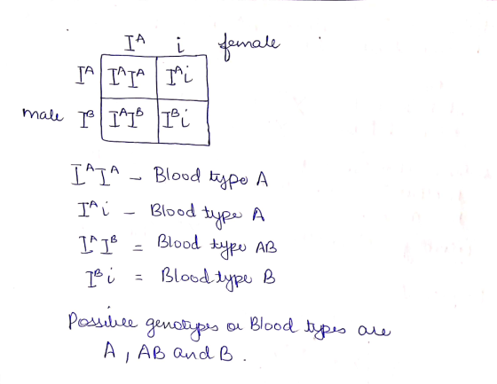 í fernale IA INTA Ini male B IAB Bi IAIA - Blood type A IA į - Blood type A IIB - Blood type AB 1B i = Blood type B Possible