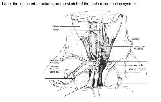 Label the indicated structures on the sketch of the male reproduction system. KIDNEY AORTA URETER SPERMATIC ARTERIES UMBILICA