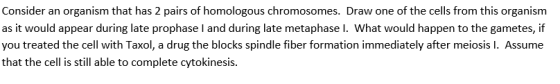 Consider an organism that has 2 pairs of homologous chromosomes. Draw one of the cells from this organism as it would appear