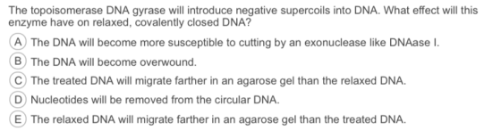 The topoisomerase DNA gyrase will introduce negative supercoils into DNA. What effect will this enzyme have on relaxed, covalently closed DNA? A The DNA will become more susceptible to cutting by an exonuclease like DNAase I (B) The DNA will become overwound C) The treated DNA will migrate farther in an agarose gel than the relaxed DNA. D) Nucleotides will be removed from the circular DNA. E) The relaxed DNA will migrate farther in an agarose gel than the treated DNA.