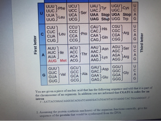 UUU)phe UCU UAU TVE UUC) Pne UCC Ser UAC yr UUA UCA Ser UUG Leu UCG) UGUve UGC Cys UAA Stop UGA Stop UAG Stop UGG Trp CGU) C