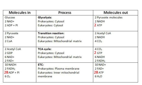 Molecules in Glucose 2 NAD+ 2 ADP + Pi Process Glycolysis: Prokaryotes: Cytosol Eukaryotes: Cytosol Molecules out 2 Pyruvate