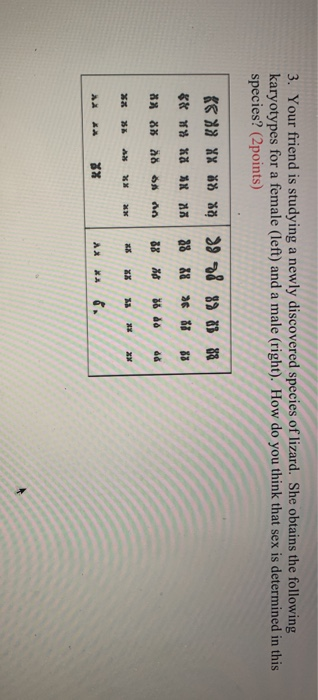 3. Your friend is studying a newly discovered species of lizard. She obtains the following karyotypes for a female (left) and