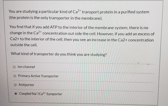 You are studying a particular kind of Ca2+ transport protein in a purified system (the protein is the only transporter in the