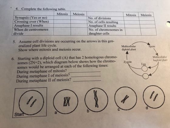 4. Complete the following table. Mitosis Meiosis MitosisMeiosis Synapsis (Yes or no Crossing over (When) Anaphase I results When do centromeres divide No. of divisions No. of cells resulting Anaphase II results No. of chromosomes in daughter cells Assume cell divisions are occurring on the arrows in this gen- eralized plant life cycle. Show where mitosis and meiosis occur. 5. Multicellular diploid plant Spore Multicellular haploid plant Starting with a diploid cell (A) that has 2 homologous chromo- somes (2N-2), which diagram below shows how the chromo- somes would be arranged at each of the following times: During metaphase of mitosis? During metaphase I of meiosis? During metaphase II of meiosis? 6. Zygote Sta