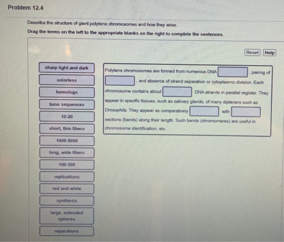 Problem 12.4 Describe the structure of giant polytene chromosomes and how they arise Drag the terms on the left to the approp