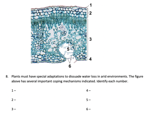 14 8. Plants must have special adaptations to dissuade water loss in arid environments. The figure above has several importan