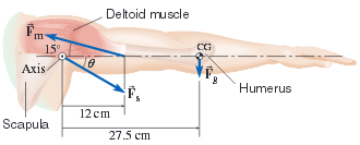 Axis Scapula Deltoid muscle 12 cm 27.5 cm. Humerus