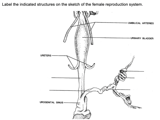 Label the indicated structures on the sketch of the female reproduction system. UMBILICAL ARTERIES URINARY BLADDER URETERS UR