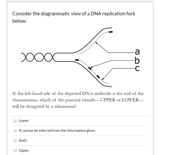 Consider the diagrammatic view of a DNA replication fork below: X If the left-hand side of the depicted DNA molecule is the e