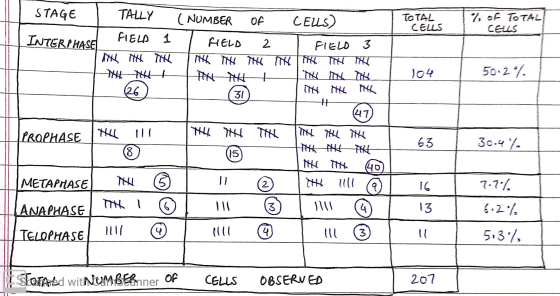 TOTAL CELLS 7. of TOTAL! CELLS STAGE I TALLY (NUMBER OF CELLS) INTERPHASE PHASE FIELD 1 I HELD 2 I FIELD 3 As it the rich Th