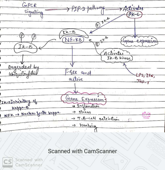 GPCR signalling →PEP-2 pathway Activates PK- IK-B NE-KB exoression (PNK-B activates IK-B kinase] Degerded by - web Quitanghat