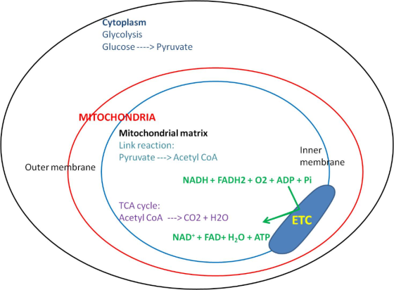 Cytoplasm Glycolysis Glucose ----> Pyruvate MITOCHONDRIA Mitochondrial matrix Link reaction: Inner Pyruvate ---> Acetyl COA m