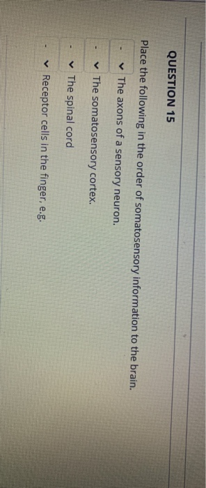 QUESTION 15 Place the following in the order of somatosensory information to the brain. The axons of a sensory neuron. The so