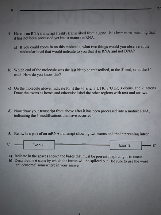 4. Here is an RNA transcript freshly transcribed from a gene. It is immature, meaning that it has not been processed yet into