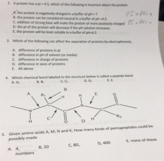 A protein has a pl 4.5, which of the following is incorrect about the protein the protein is negatively charged in a buffer of pH> 7 B. the protein can be considered neutral in a buffer of pH 45 C addition of strong base will make the protein of more positively charged D. the pl of the protein will decrease if the pH salution increases. E. the protein will be least soluble in a buffer of pHe4.5 3. Which of the following can affect the separation of proteins by electrophoresis A difference of proteins in pl B. difference in pH of solvent (or media) C. difference in charge of proteins D. difference in sizes of proteins E. All above 4. Which chemical bond labeled in the structure below is called a peptide bond A. A; B. B; C. C E.E R2 D H Given amino acids A, M, N and K, How many kinds of pentapeptides could be possibly made 5. E. none of these D, 400 C, 80, A. 4, B, 20 numbers