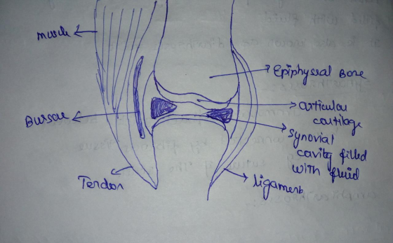 musche 2 7 Epiphyseal bone Bu/sou е на articular contilage synovial cavity filled with fruid Terdon ligament