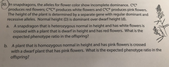0. In snapdragons, the alleles for flower color show incomplete dominance. CRCR produces red flowers; CWCW produces white flowers and CRCW produces pink flowers. The height of the plant is determined by a separate gene with regular dominant and recessive alleles. Normal height (D) is dominant over dwarf height (d). a. A snapdragon that is heterozygous normal in height and has white flowers is crossed with a plant that is dwarf in height and has red flowers. What is the expected phenotype ratio in the offspring? A plant that is homozygous normal in height and has pink flowers is crossed with a dwarf plant that has pink flowers. What is the expected phenotype ratio in the offspring? b.