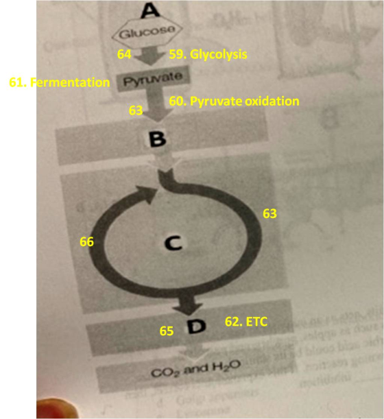 Glucose 64 59. Glycolysis 61. Fermentation Pyrinate 60. Pyruvate oxidation 63 63 65 D 62. ETC CO, and H2O