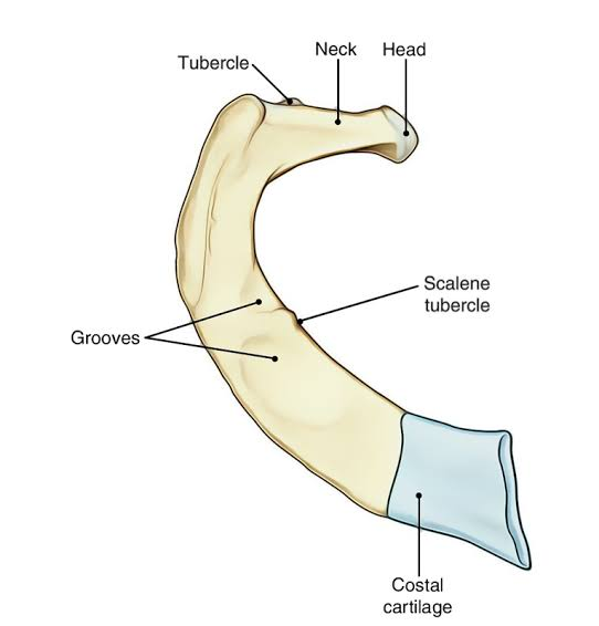 Neck Head Tubercle Scalene tubercle Grooves Costal cartilage