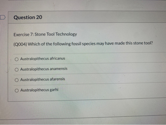 Question 20 Exercise 7: Stone Tool Technology (2004) Which of the following fossil species may have made this stone tool? O A