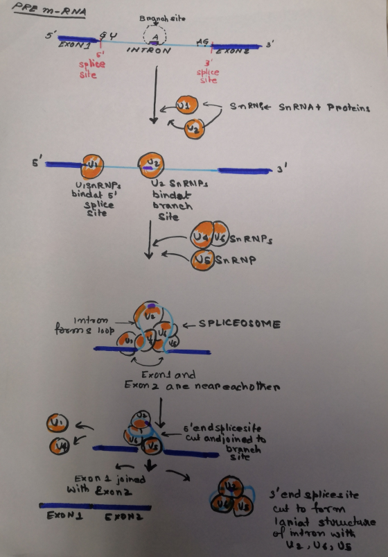 PRE M-RNA Brgnah site 1 A INTRON XO EXONS OU Splice 57 site splice site SARNAE SNRNA+ Proteins VişnRNPS bindat si Splice Seit