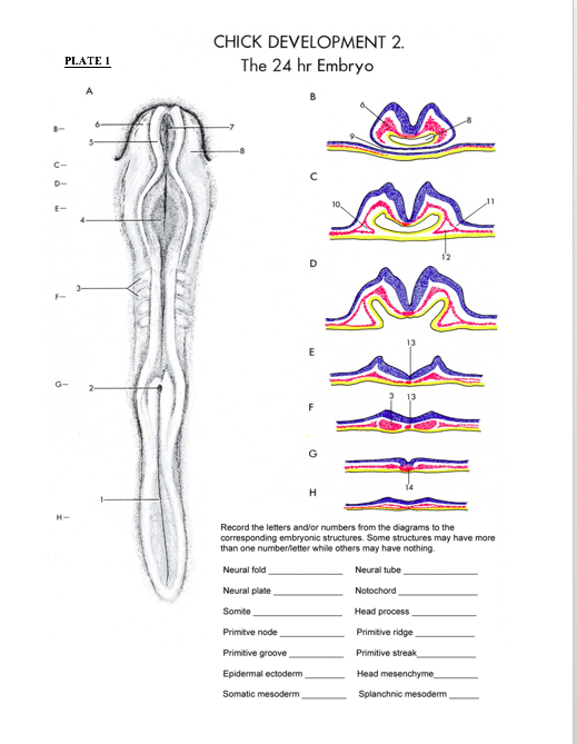 CHICK DEVELOPMENT 2. The 24 hr Embryo PLATE 1 Record the letters and/or numbers from the diagrams to the corresponding embryo