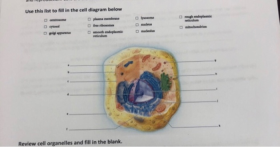 Use this list to fill in the cell diagram below Drooghende dெa free home moothandel O ppar Review cell organelles and fill in