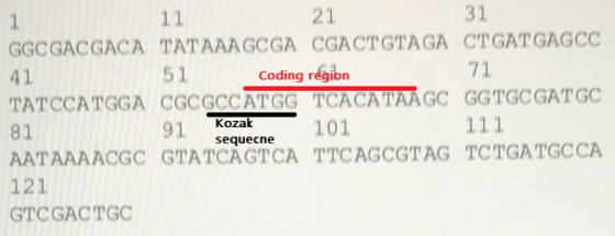 11 21 31 GGCGACGACA TATAAAGCGA CGACT GTAGA CT GATGAGCC 51 Coding region 71 TATCCATGGA CGCGCCATGG TCACATAAGC GGTGCGATGC Kozak