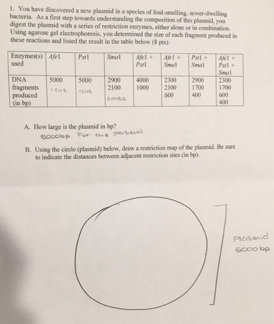 1. You have discovered a new plasmid in a species of foul-smelling, sewer-dwelling bacteria. As a first step towards understanding the composition of this pl digest the plasmid with a serie Using agarose gel electrophoresis, you determined the size of each fragment produced in these reactions and listed the result in the table below (8 pts): asmid, you s of restriction enzymes, either alone or in combination. Enzymes(s) Afel Pstl SmalAfel+Afel PAfel + used Pst1 Smal SmalPst+ DNA fragments icut cut produced (in bp Smal 5000 5000 2900 4000 2300 2900 2300 2100 10002100 1700 1700 600 400 600 400 2 cuts A. How large is the plasmid in bp?ia B. Using the circle (plasmid) below, draw a restriction map of the plasmid. Be sure to indicate the distances between adjacent restriction sites (in bp). Plasmic