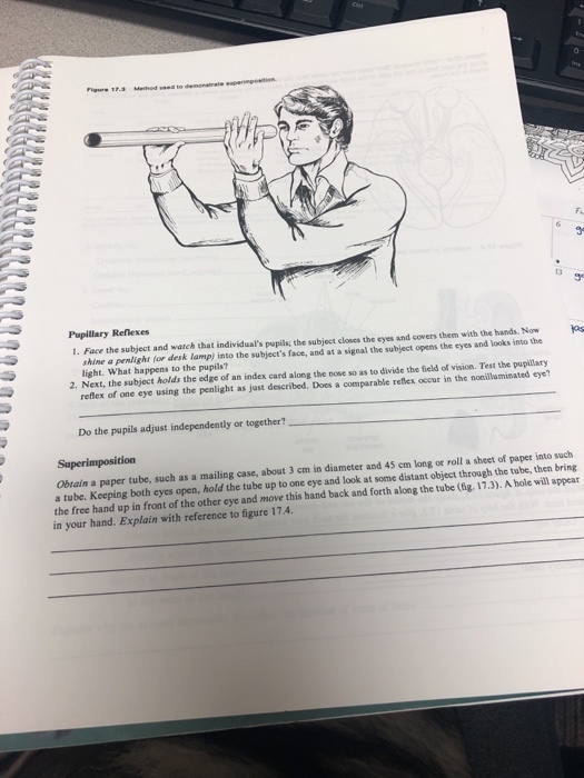 Figure 17.3 sed to demonatrale 9 Pupillary Reflexes 1. Face the subject and watch that individuals pupils; the subject closes the eyes and covers them with the hands. Norw os shine a penlight for desk lamp) into the subjects face, and at a signal the subject opens the eyes and looks into the light. What happens to the pupils? 2. Next, the subject holds the edge of an index card along the nose so as to divide the field of vision. Test the pupillary reflex of one eye using the penlight as just described. Does a comparable reflex occur in the noeillaminated eye? Do the pupils adjust independently or together? Superimposition Obrain a paper tube, such as a mailing case, about 3 cm in diameter and 45 cm long or roll a sheet of paper into such a tube. Keeping both eyes open, hold the tube up to one eye and look at some distant object through the tube, then bring the free hand up in front of the other eye and move this hand back and forth along thetube (hg.17.3). A hole will appear in your hand. Explain with reference to figure 17.4