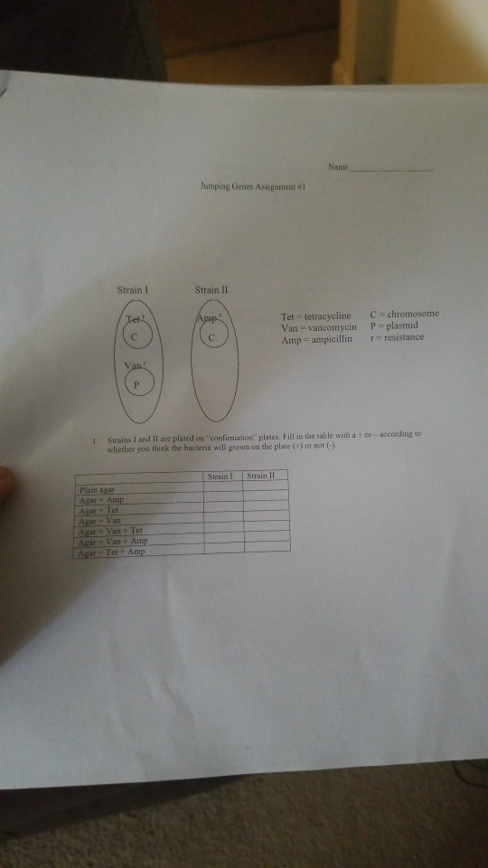 Name Jumping Genes Assignment #1 Strain 1 Strain II Tet tetracycline Van - vancomycin Amp = ampicillin C chromosome P = plasm