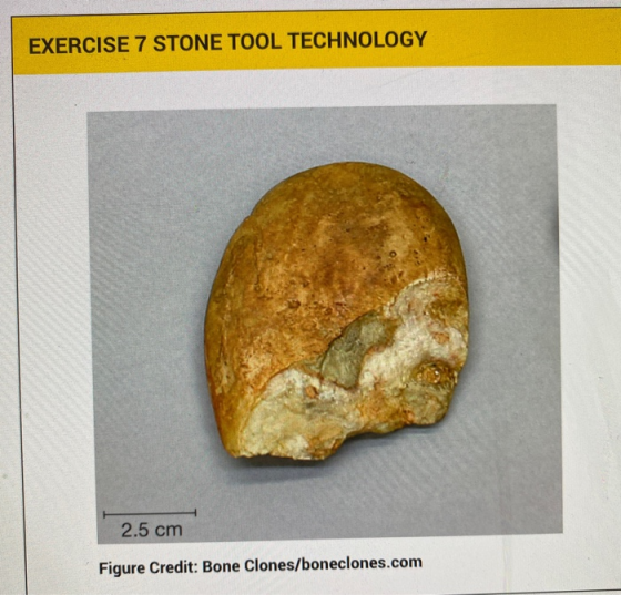 EXERCISE 7 STONE TOOL TECHNOLOGY 2.5 cm Figure Credit: Bone Clones/boneclones.com