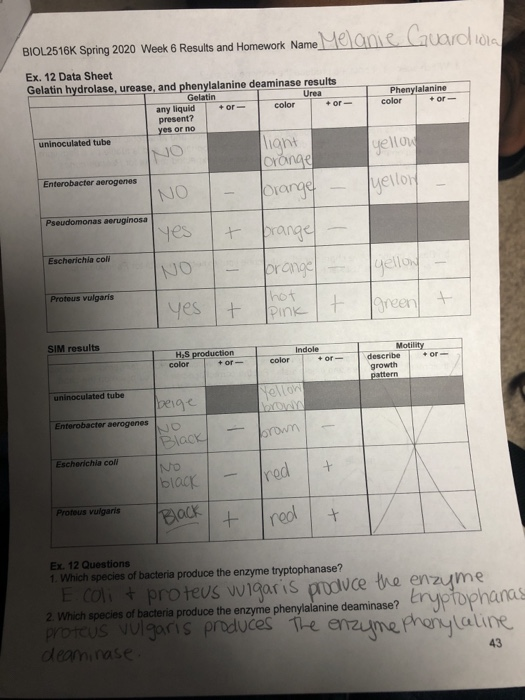 BIOL2516K Spring 2020 Week 6 Results and Homework Name Melanie Couard Urea Phenylalanine color + or - Ex. 12 Data Sheet Gelat