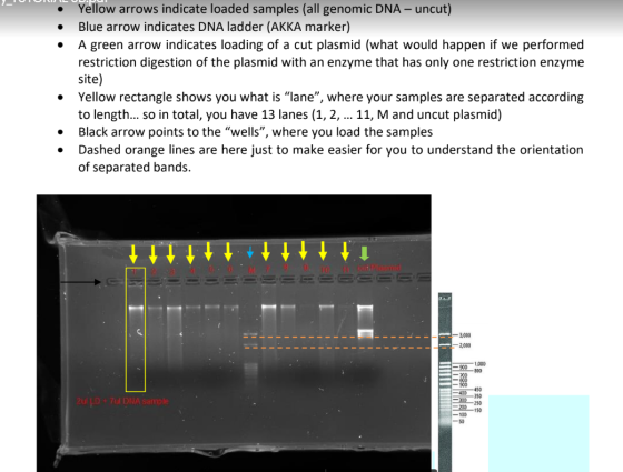 Yellow arrows indicate loaded samples (all genomic DNA – uncut) Blue arrow indicates DNA ladder (AKKA marker) A green arrow i