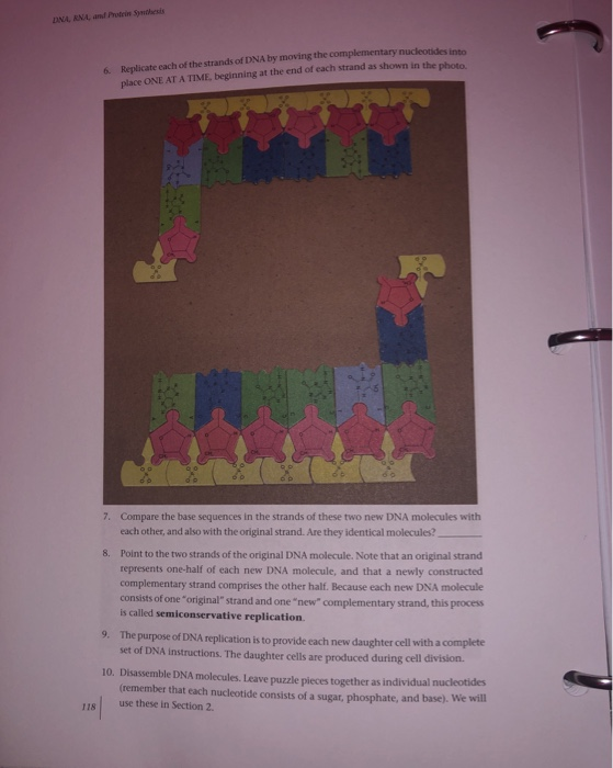 DIN ANL and Protein Smith 6. Replicate each of the strands of DNA by moving the complementary nucleotides into place ONE AT A