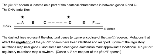 The phoNY operon is located on a part of the bacterial chromosome in between genes C and D. The DNA looks like: ...A B C ----