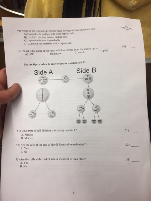 49,- 49) Which of the following processes occur during melosis but not mitosis? A) Haploid cells multiply into more haploid cells B) Haploid cells fuse to form diploid cells C) Diploid cells form haploid cells D) A diploid cell combines with a haploid cel 50) 50) What is the name of the sugar which is formed from the Calvin cycle C) starch D) PFK A) G3P B) glucose Use the figure below to answer bonus questions 51-53 Side A Side B 51) What type of cell division is occuring on side A? 51) A. Mitosis B. Meiosis 52) Are the cells at the end of side B identical to each other? 52) A Yes B. No 53) Are the cells at the end of side A identical to each other? 53) A Yes B. No