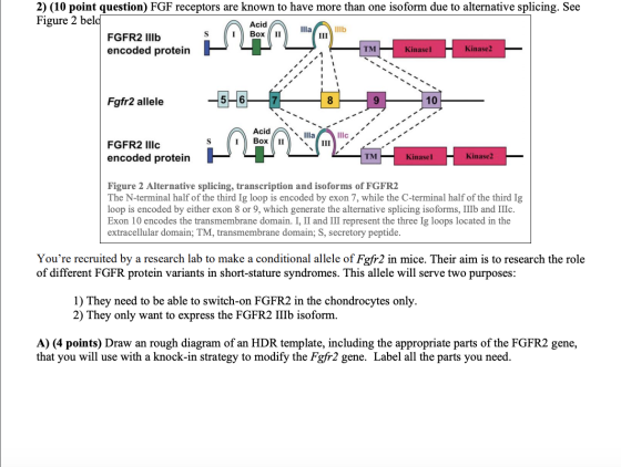 2) (10 point question) FGF receptors are known to have more than one isoform due to alternative splicing. See Figure 2 beld A