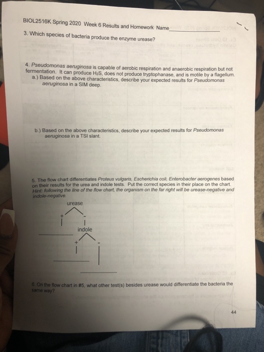 BIOL.2516K Spring 2020 Week 6 Results and Homework Name 3. Which species of bacteria produce the enzyme urease? 4. Pseudomona