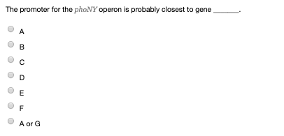 The promoter for the phoNY operon is probably closest to gene A or G