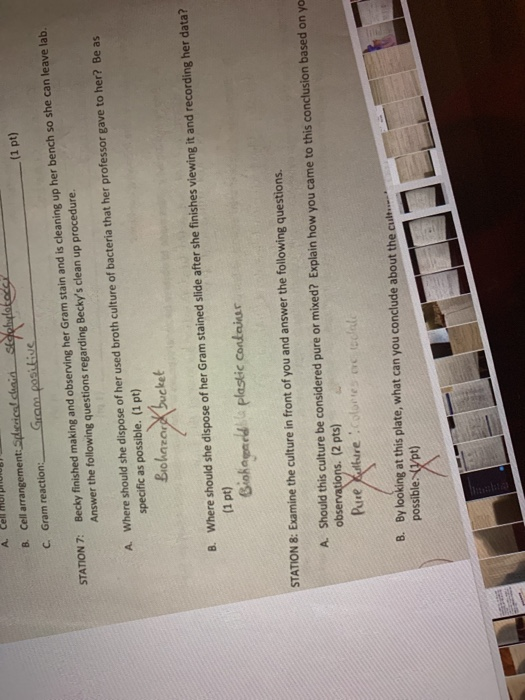 B. Cell arrangement: Sperica& chaid Stoohdlata (1 pt) C. Gram reaction Becky finished making and observing her Gram stain and