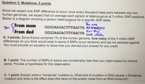 Question 3: Mutations, 5 points Since we expect one SNP difference to occur once every thousand base pairs between any two human genomes, we expect that on average each person is heterozygous at 3 million SNP positions. Below is a diagram showing a person heterozygous for a specific SNP allele. From mom GGGGAAGACTGTAACTA HETEeey灬 ou are rom dad GGGGAAGACTATAS A. 3 points. Since Exons comprise 1% of the human genome, how many of the 3 million SNP differences do you think would exist in exons if SNPs occur randomly and are not selected against. You must provide an equation to show how you derived your answer for any credit. B. 1 point. The number of SNPs in exons are considerably less than you might expect by chance alone. Provide a hypothesis for this observation. C. 1 point. Explain what a nonsense mutation is. What kind of mutation in DNA causes a Nonsense mutation and what is the effect does this have on the protein made from an RNA transcript?