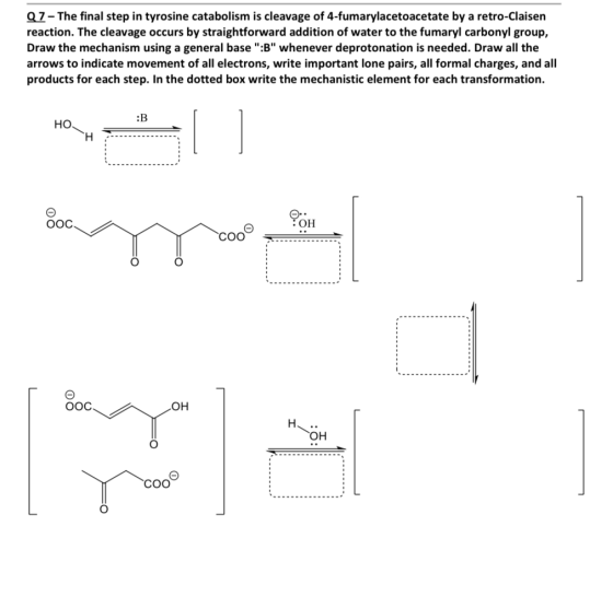 27-The final step in tyrosine catabolism is cleavage of 4-fumarylacetoacetate by a retro-Claisen reaction. The cleavage occur