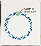 Origin ol V replication