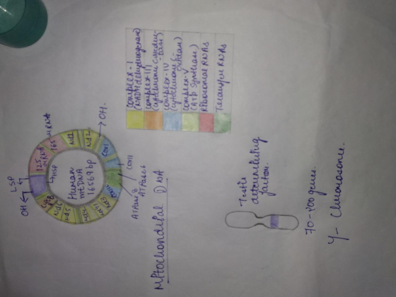 LSP OH GT 125 RNA 165 URNA HSP Nodo uds Human Nd1 dy mtDNA 16569 be Nd2 coxl7OH. ne CIC (oxll Couplex. (NADH delulu complex I